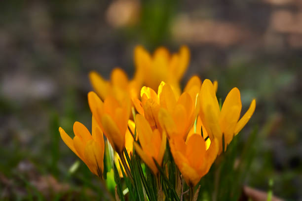 A close-up photo of beautiful crocus. The Crocus flavus, yellow crocus, Dutch yellow crocus or snow crocus is part of the family Iridacea. It naturalizes well in gardens, and has escaped cultivation