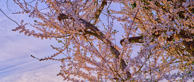 Blooming Mirabelle plum (Prunus domestica L.) in spring
