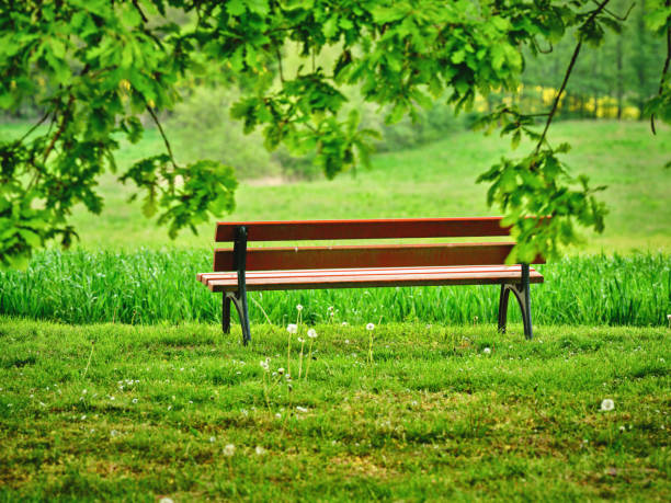 A  photo of the countryside in early summer