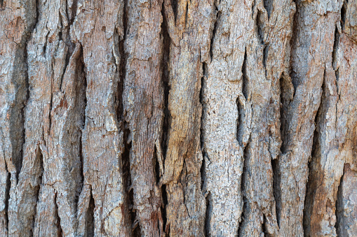 Bark of an old tree in the bright sunshine. Many tones of brown. Januv hrad, Podivin, Moravia, Czech repbulic.