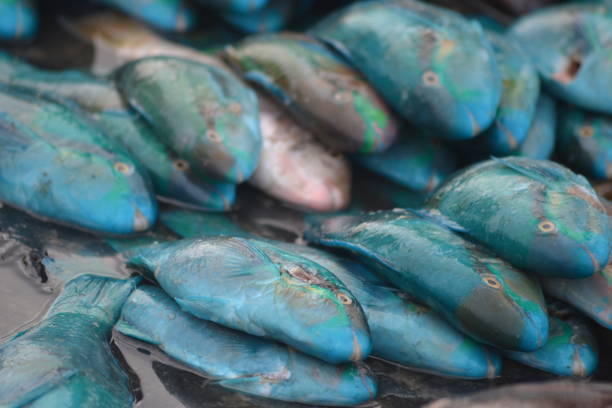 Fresh Seafood Delights at the Fishmonger's Stall. A bustling fish market where a wide selection of fresh fish and seafood is displayed on stalls.