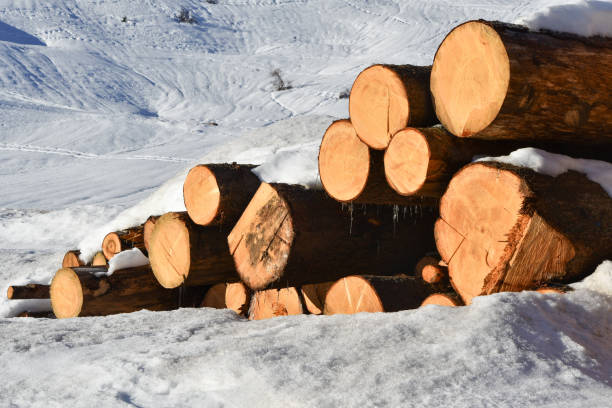 Round logs of wood lying in snow during winter
