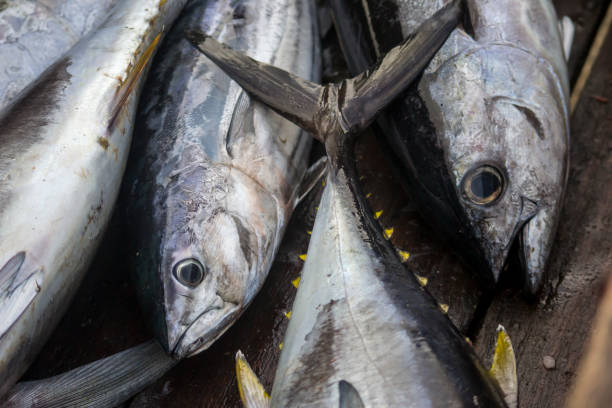 istock Fresh Seafood Delights at the Fishmonger's Stall 2071365506
