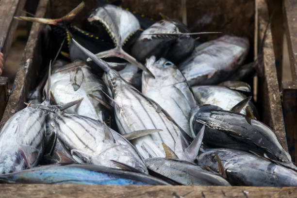 Fresh Seafood Delights at the Fishmonger's Stall. A bustling fish market where a wide selection of fresh fish and seafood is displayed on stalls.