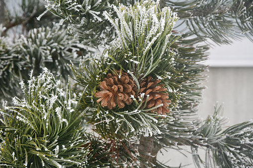 Closeup or macro of a frozen fir branch in winter season