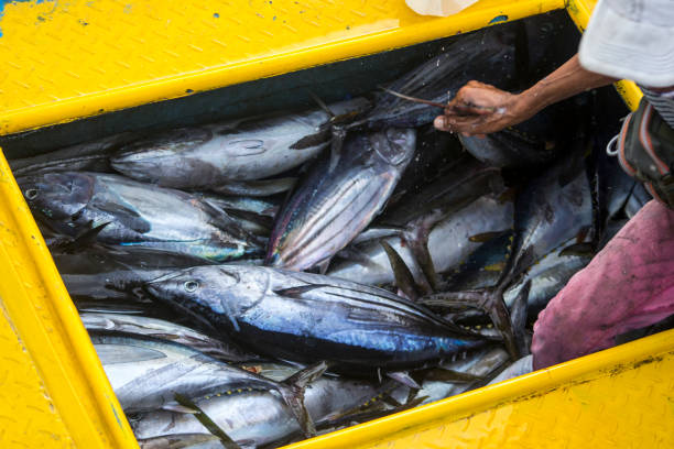 istock Fresh Seafood Delights at the Fishmonger's Stall 2071370714