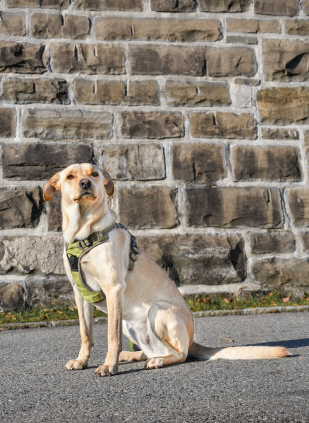 istock Portrait of a mixed dog breed 2071373813