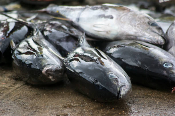 istock Fresh Seafood Delights at the Fishmonger's Stall 2071375888