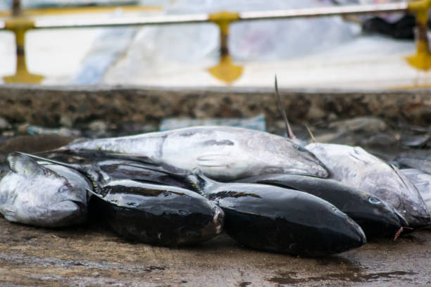 istock Fresh Seafood Delights at the Fishmonger's Stall 2071375891