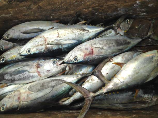 istock Fresh Seafood Delights at the Fishmonger's Stall 2071378952