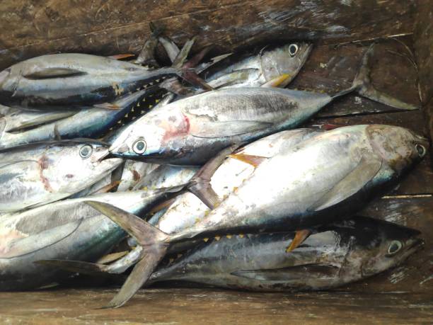 istock Fresh Seafood Delights at the Fishmonger's Stall 2071378954