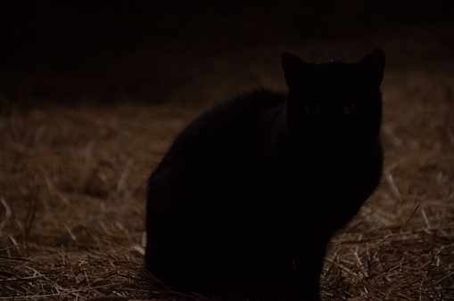 A Black Cat in a Barn looking away