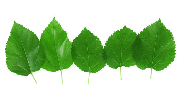 istock fresh green leaves isolated on white background 2071386653