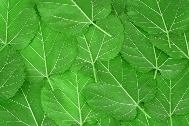 fresh green mulberry leaves as nature background