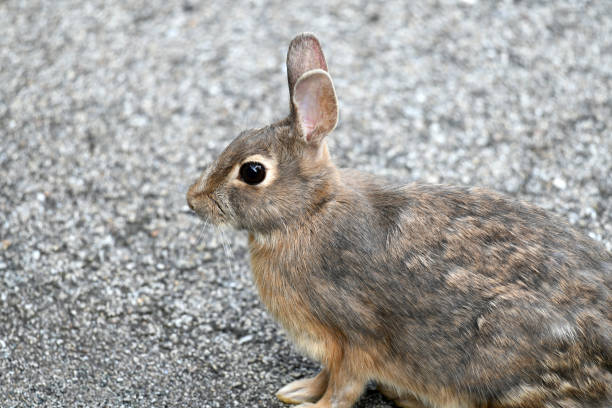 European rabbit (Oryctolagus cuniculus). The Nublo Rural Park. Tejeda. Gran Canaria. Canary Islands. Spain.