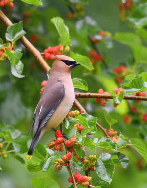 istock cedar waxwing bird eating mulberry fruit on the tree 2071389214