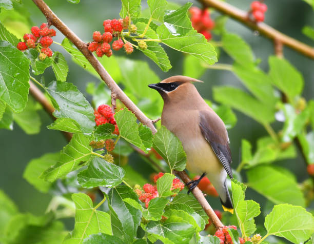 istock cedar waxwing bird eating mulberry fruit on the tree 2071389215