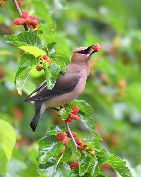 istock cedar waxwing bird eating mulberry fruit on the tree 2071389730