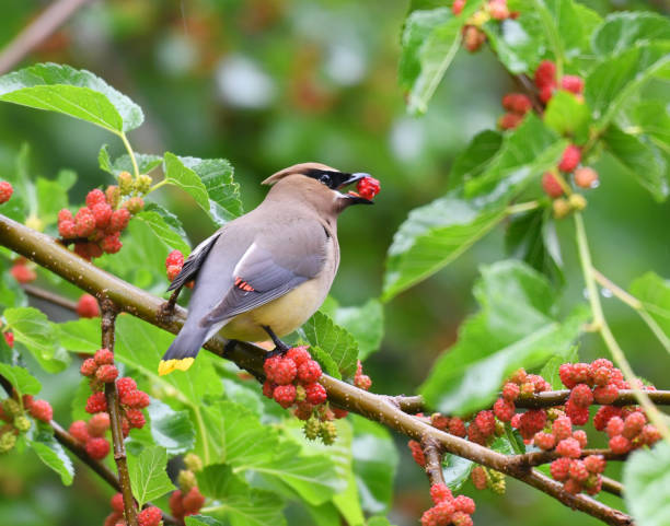 istock cedar waxwing bird eating mulberry fruit on the tree 2071389736
