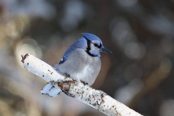 istock Bluejay in nature on a branch 2071389737