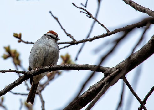 A chipping sparrow perches on a branch in its North American habitat.
