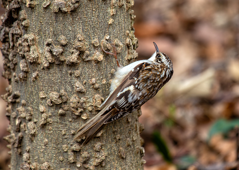 A secretive brown creeper forages on tree trunks in a North American forest.