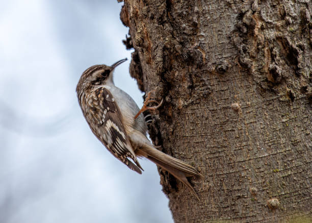istock Brown Creeper (Certhia americana) - Forest Dweller of North America 2071393355