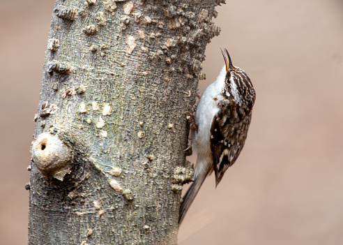 A secretive brown creeper forages on tree trunks in a North American forest.