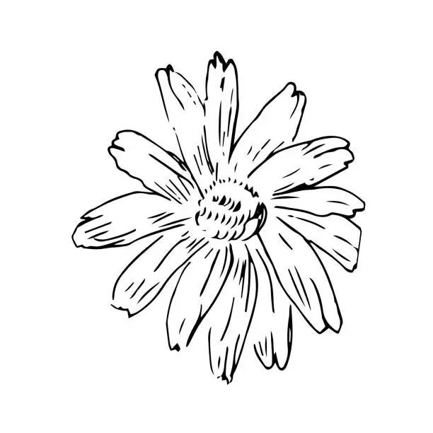 Vector illustration of doodle sketch of honey flower camomile head isolated