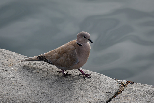 Bird portrait of a collared dove standing on a pier with the sea in the background.