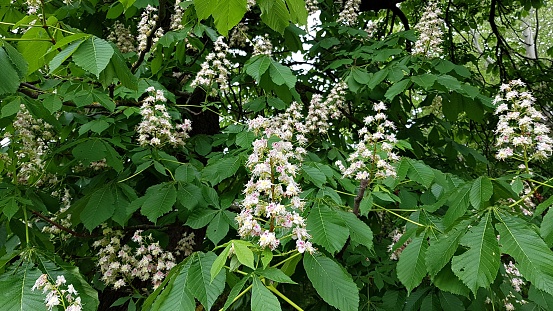 Chestnut trees begin to bloom in large white clusters in late spring.