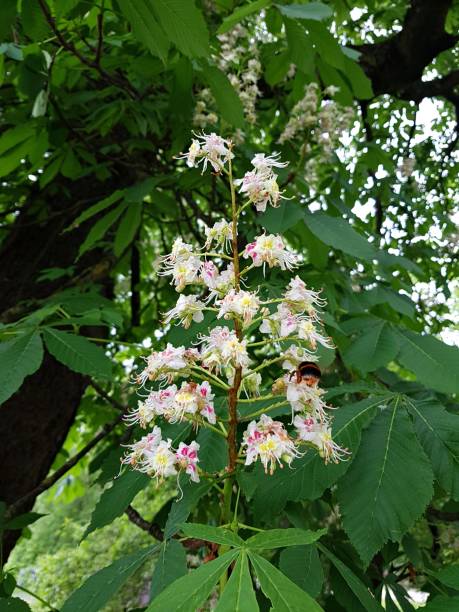 istock Chestnut trees begin to bloom in large white clusters in late spring 2071407734