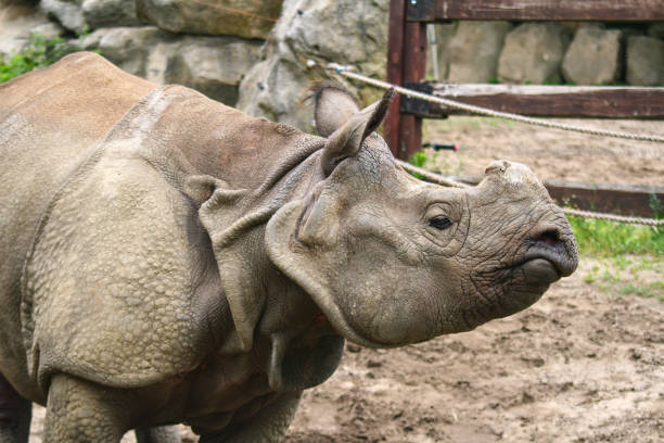 istock White rhinoceros in zoo 2071413437