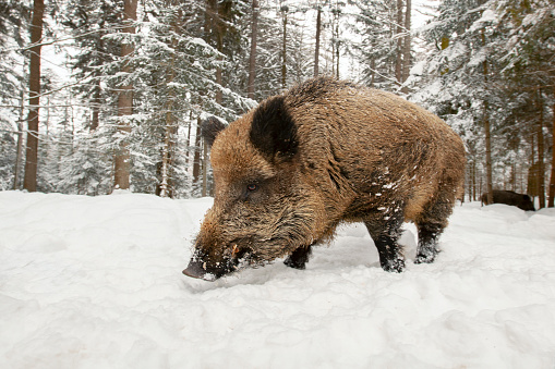 Wild Boar, Winter, Animal, Animal Wildlife, Animals In The Wild