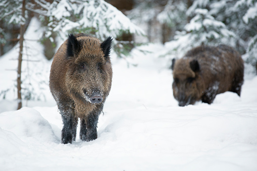 Wild Boar, Winter, Animal, Animal Wildlife, Animals In The Wild