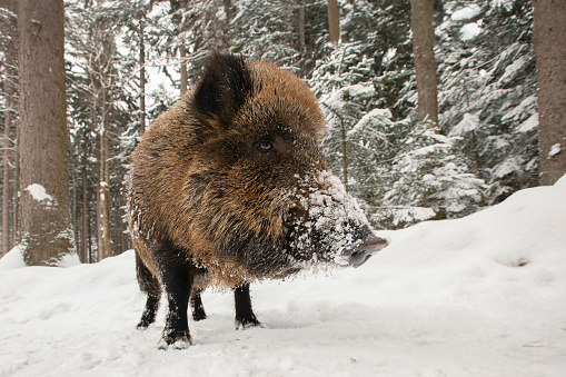 Wild Boar, Winter, Animal, Animal Wildlife, Animals In The Wild