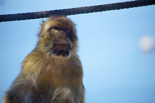 Portrait of a Gibraltar Barbary Macaque