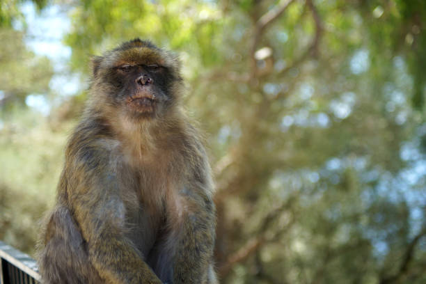 Portrait of monkey, Barbary Macaque, Morocco