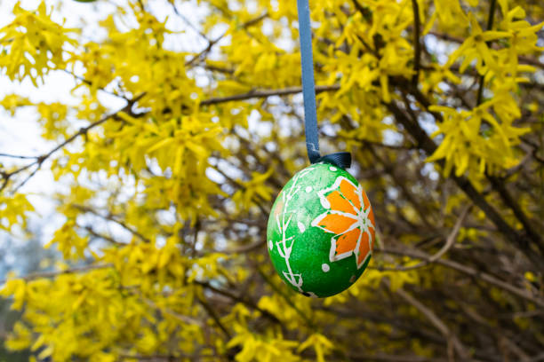 Painted Easter eggs decorate the branches of a bush blooming with yellow spring flowers. Springtime landscape.