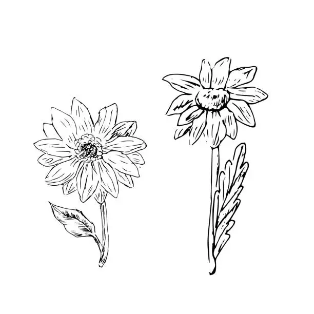 Vector illustration of doodle sketch of flowers camomile and sunflower isolated