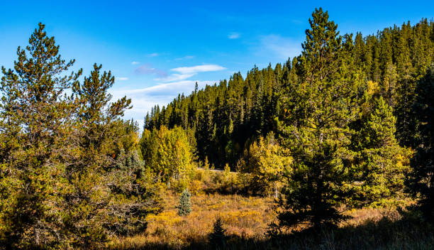 istock A drive through Clearwater County Alberta Canada 2071454262