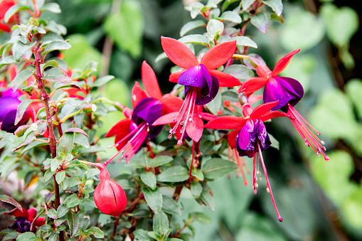 Red and purple Fuchsia flower and green leaves