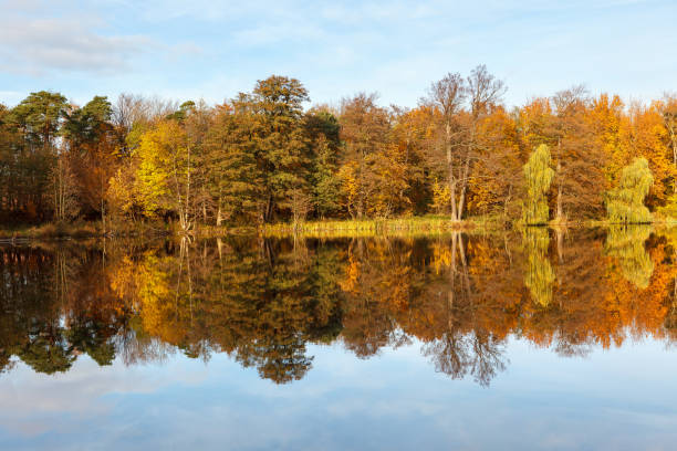 Free Stock Photo of Golden autumn trees reflected in calm lake ...