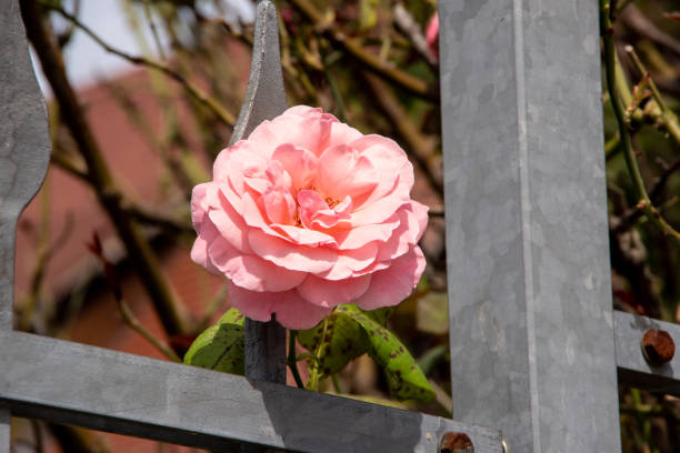 Rose, flowers