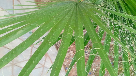 New date palm leaves growing in the garden