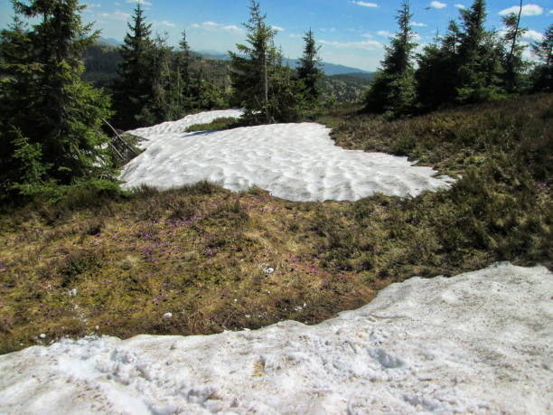 Spring's arrival in the mountains, melting snow beside blooming wildflowers