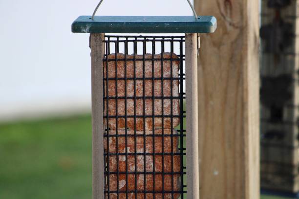 suet feeder - sunflower seed bird seed dried food healthy eating foto e immagini stock