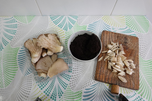breeding mushrooms at home. oyster mushroom with coffee to obtain mycelium and cultivation