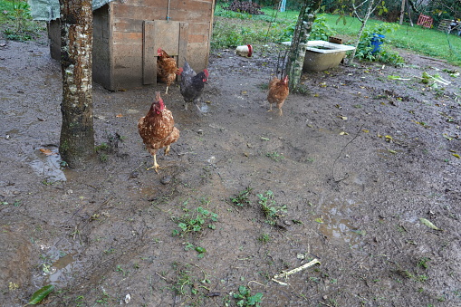 hens running around in homemade organic chicken coop. free range hens