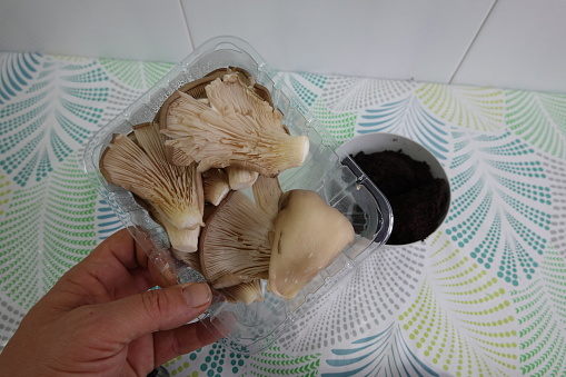 man hand holds oyster mushrooms to grow them in coffee indoors. mushroom propagation